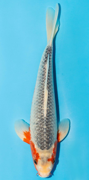 Koi 30-35cm Nr. 3961