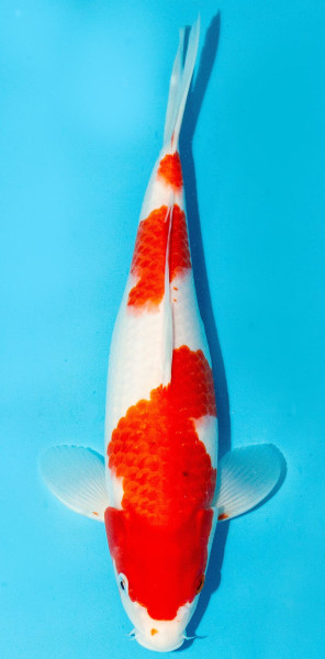 Koi 30-35cm Nr. 3913