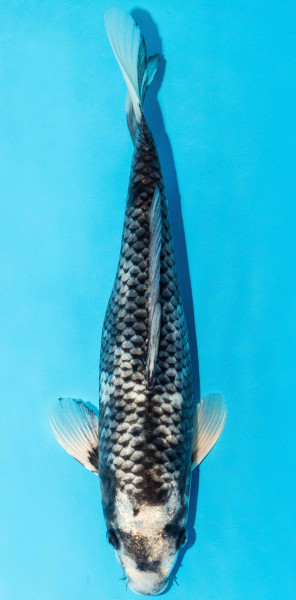 Koi 30-35cm Nr. 3951