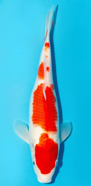 Koi 30-35cm Nr. 3975