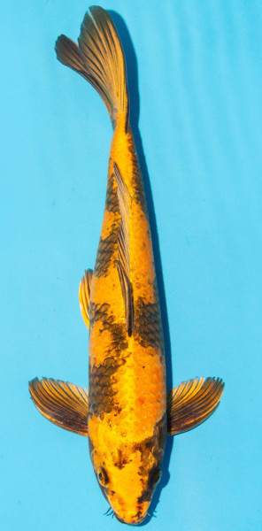 Koi 35-40cm Nr. 1358