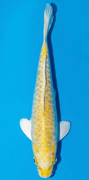Koi 20-25cm Nr. 1989