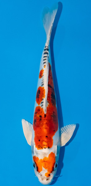Koi 30-35cm Nr. 1027