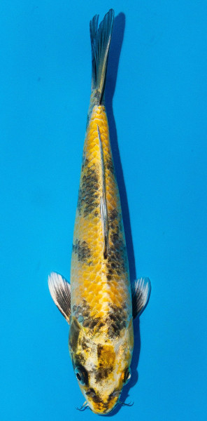 Koi 20-25cm Nr. 1917
