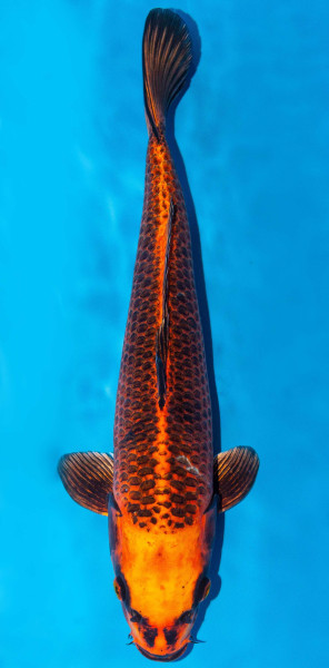 Koi 40-45cm Nr. 1588