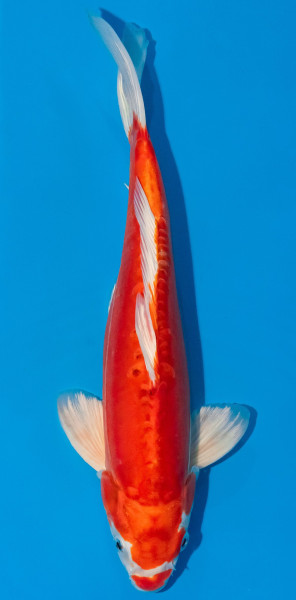 Koi 30-35cm Nr. 1037