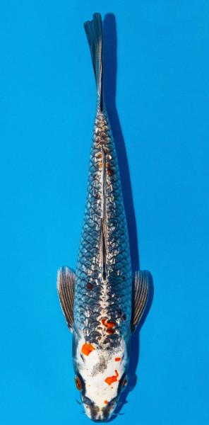 Koi 20-25cm Nr. 1965