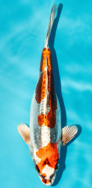 Koi 25-30cm Nr. 3648