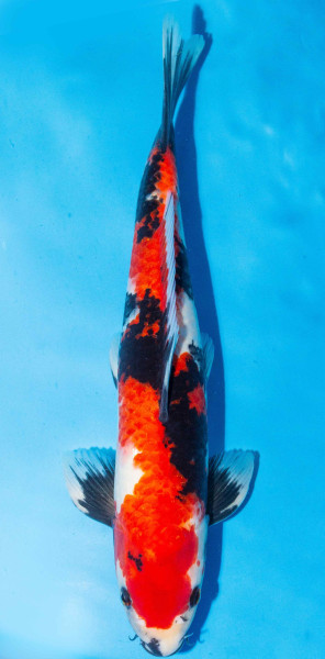 Koi 40-45cm Nr. 1519