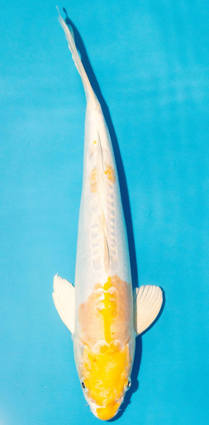 Koi 35-40cm Nr. 1366