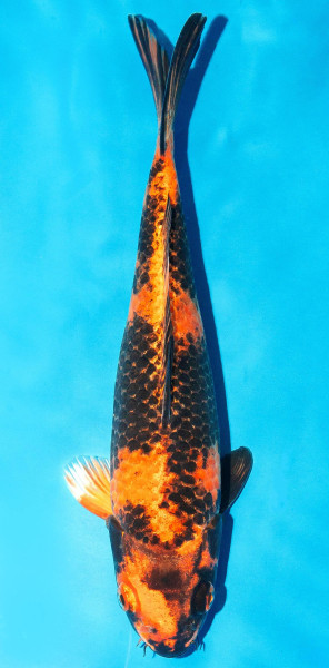 Koi 25-30cm Nr. 3611