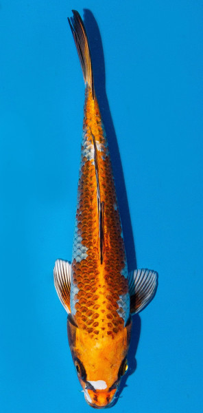 Koi 20-25cm Nr. 1948