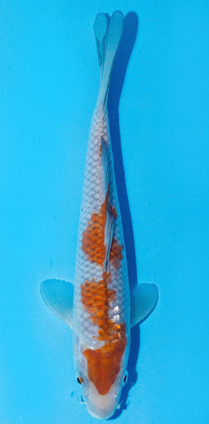 Koi 20-25cm Nr. 1986