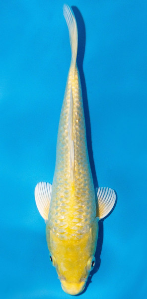Koi 20-25cm Nr. 2042