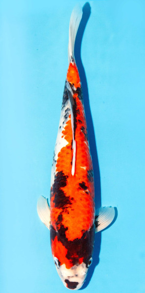 Koi 35-40cm Nr. 1381