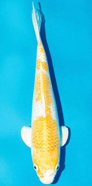Koi 25-30cm Nr. 3627