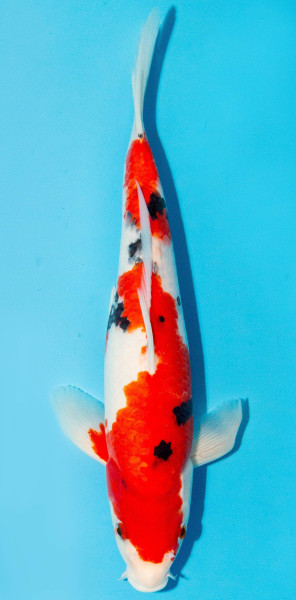 Koi 30-35cm Nr. 3919