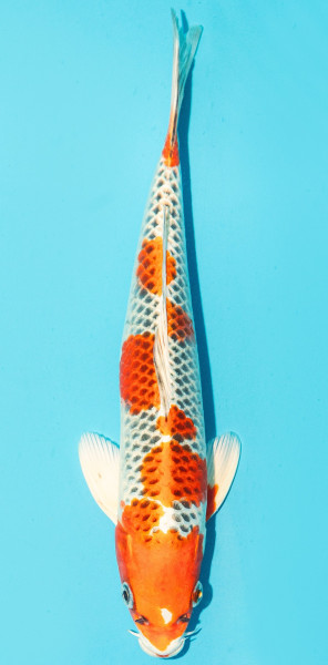 Koi 25-30cm Nr. 3632