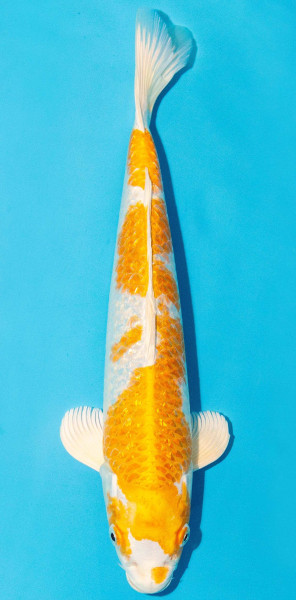 Koi 30-35cm Nr. 3933
