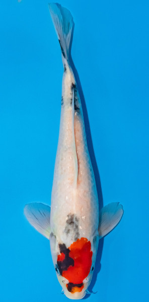 Koi 30-35cm Nr. 1026