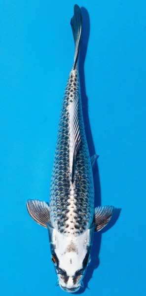 Koi 20-25cm Nr. 1955