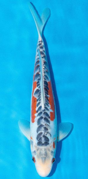 Koi 30-35cm Nr. 1089