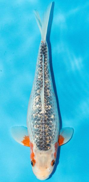 Koi 30-35cm Nr. 3952