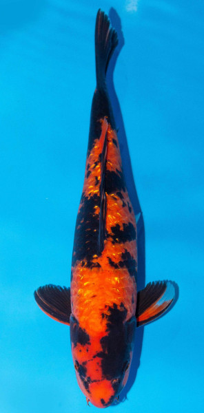 Koi 40-45cm Nr. 1546