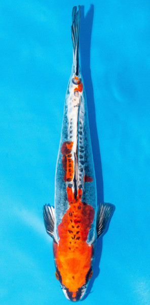 Koi 30-35cm Nr. 1091