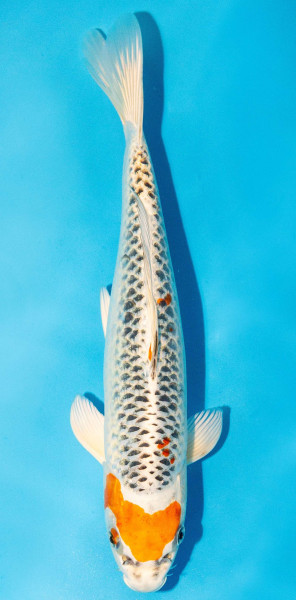 Koi 30-35cm Nr. 3955