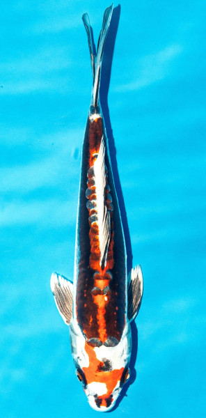 Koi 25-30cm Nr. 3619