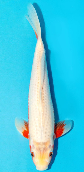 Koi 30-35cm Nr. 3947