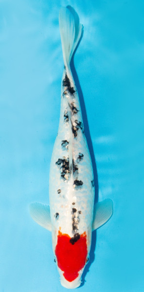 Koi 30-35cm Nr. 3977