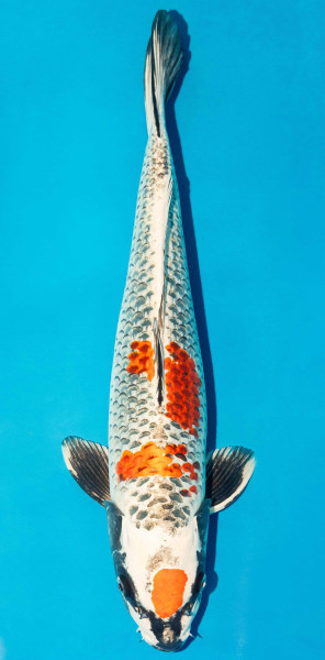 Koi 40-45cm Nr. 3465