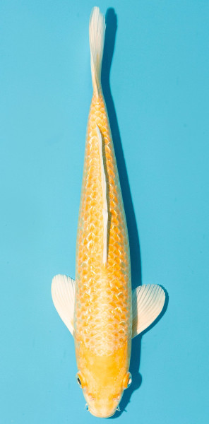 Koi 25-30cm Nr. 3650