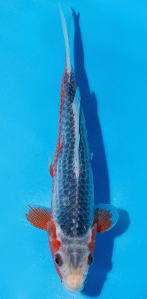 Koi 20-25cm Nr. 2036