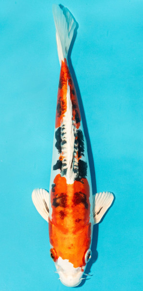 Koi 25-30cm Nr. 3640