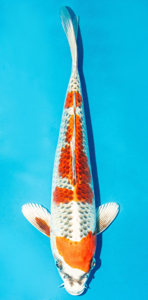 Koi 25-30cm Nr. 3629