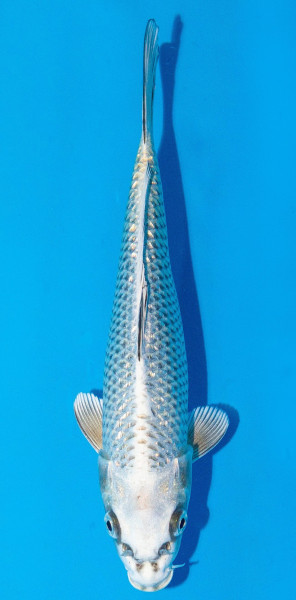 Koi 20-25cm Nr. 1922