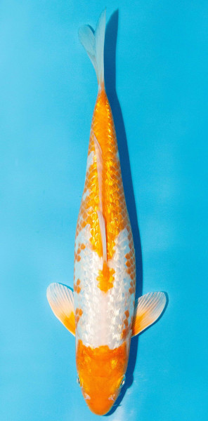 Koi 30-35cm Nr. 3942