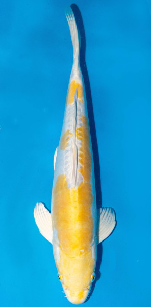 Koi 40-45cm Nr. 1527
