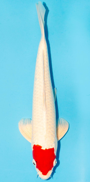 Koi 35-40cm Nr. 1310