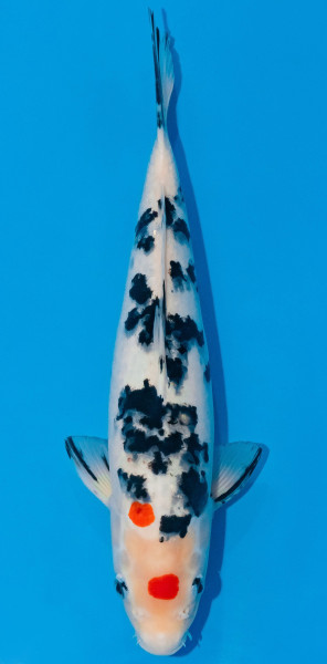 Koi 30-35cm Nr. 1035