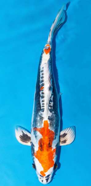 Koi 40-45cm Nr. 1571