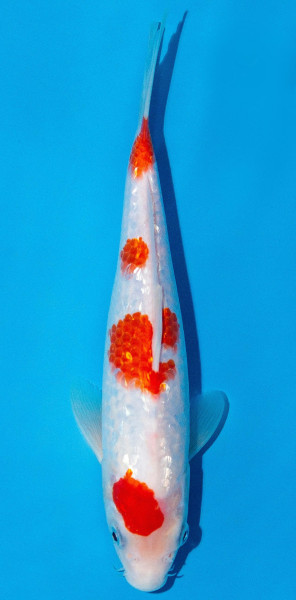 Koi 20-25cm Nr. 2028