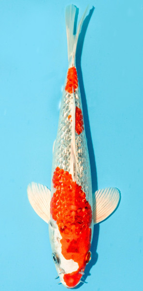 Koi 25-30cm Nr. 3646