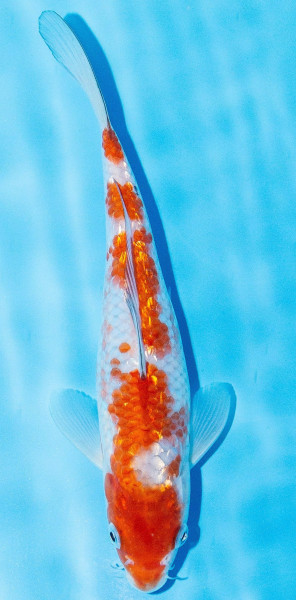Koi 25-30cm Nr. 1107