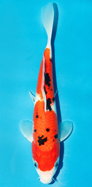 Koi 25-30cm Nr. 3622