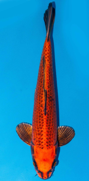 Koi 40-45cm Nr. 1550