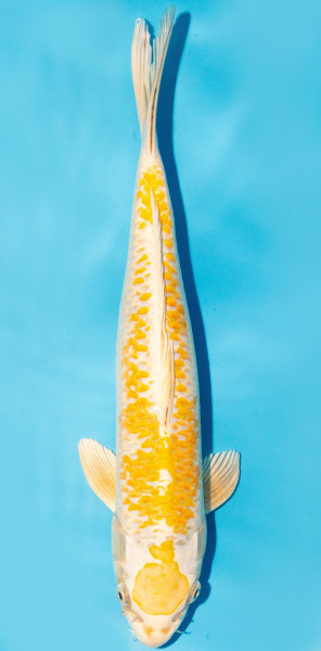 Koi 35-40cm Nr. 1370